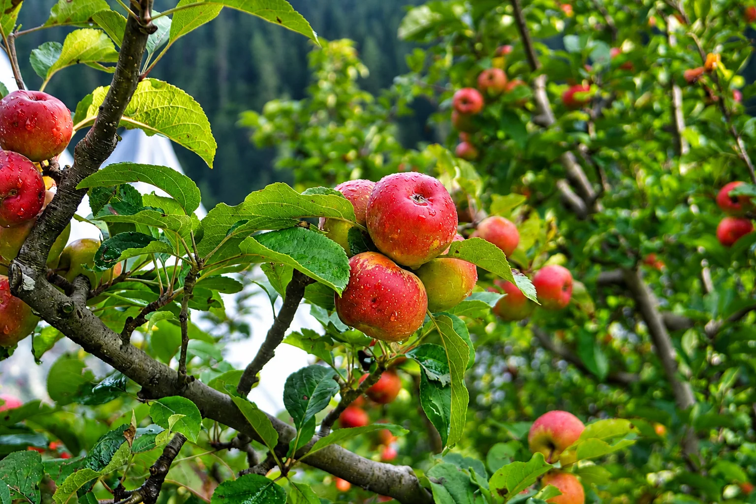 Fresh Red Golden Apple from Nitin Vatika orchard in Himachal Pradesh