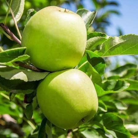 Fresh Granny Smith apples from Nitin Vatika Orchard