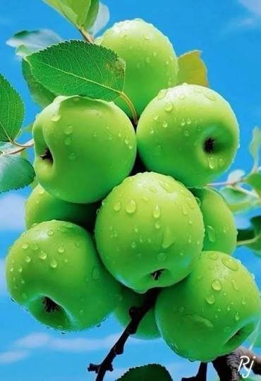 Crisp green Granny Smith apples