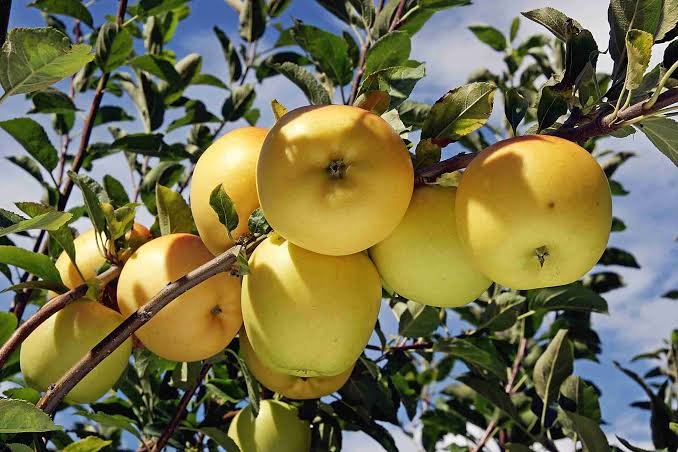 Fresh Golden apples from Nitin Vatika Orchard