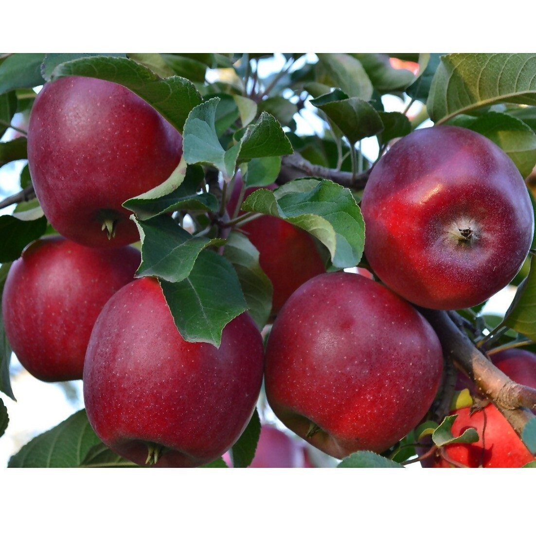 Fresh Red Golden apples from Nitin Vatika Orchard