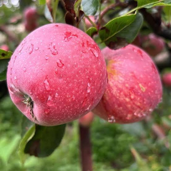 Royal Delicious apples from Nitin Vatika Orchard