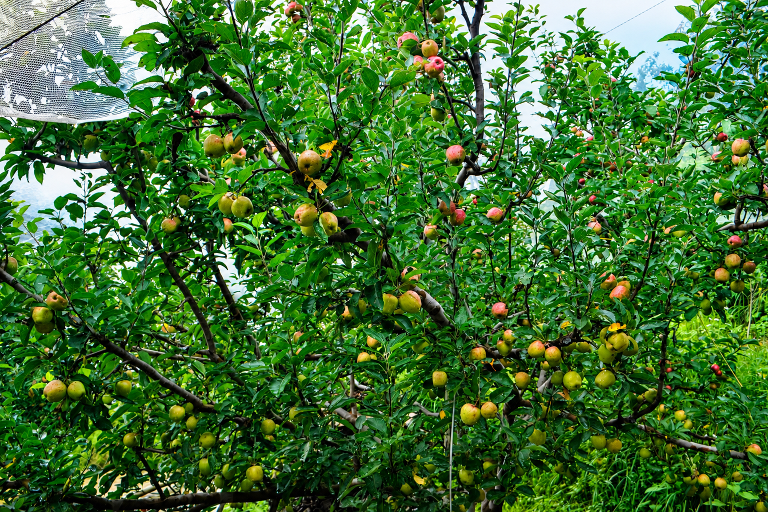 Lush apple orchard with fruit-bearing apple trees at Nitin Vatika